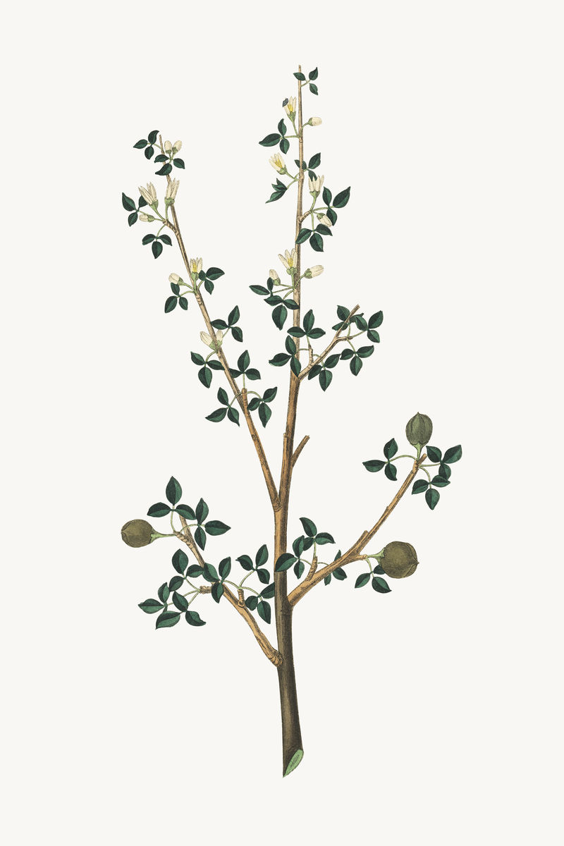 复古植物科植物插图