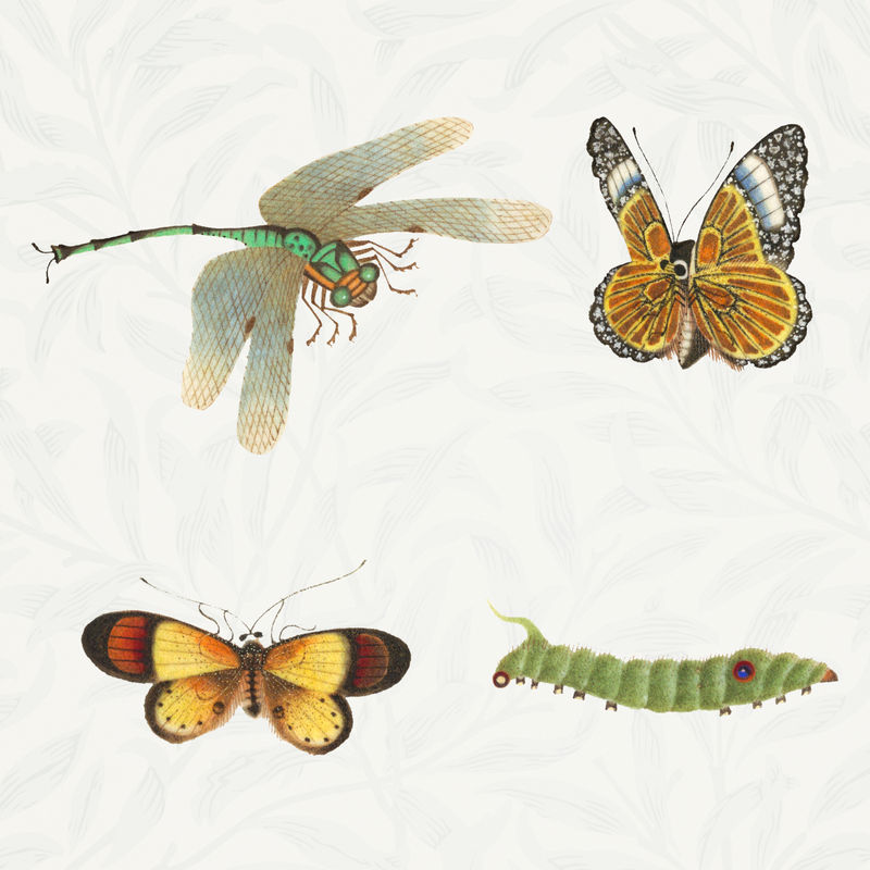 各种昆虫复古插图系列