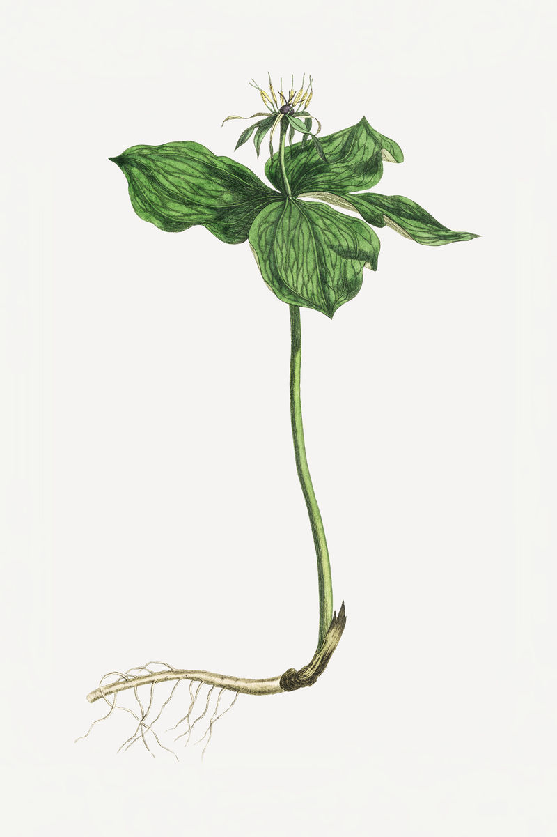 植物复古绿色植物插图