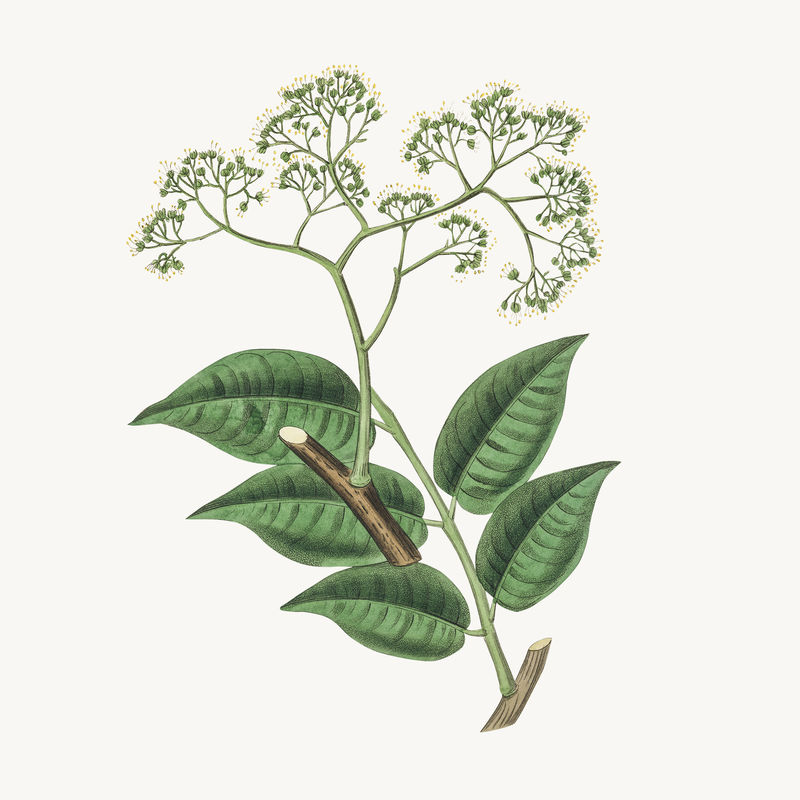 植物学picrasma复古植物插图
