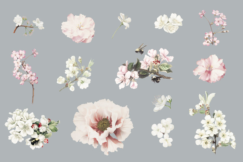 花卉设计元素系列插图
