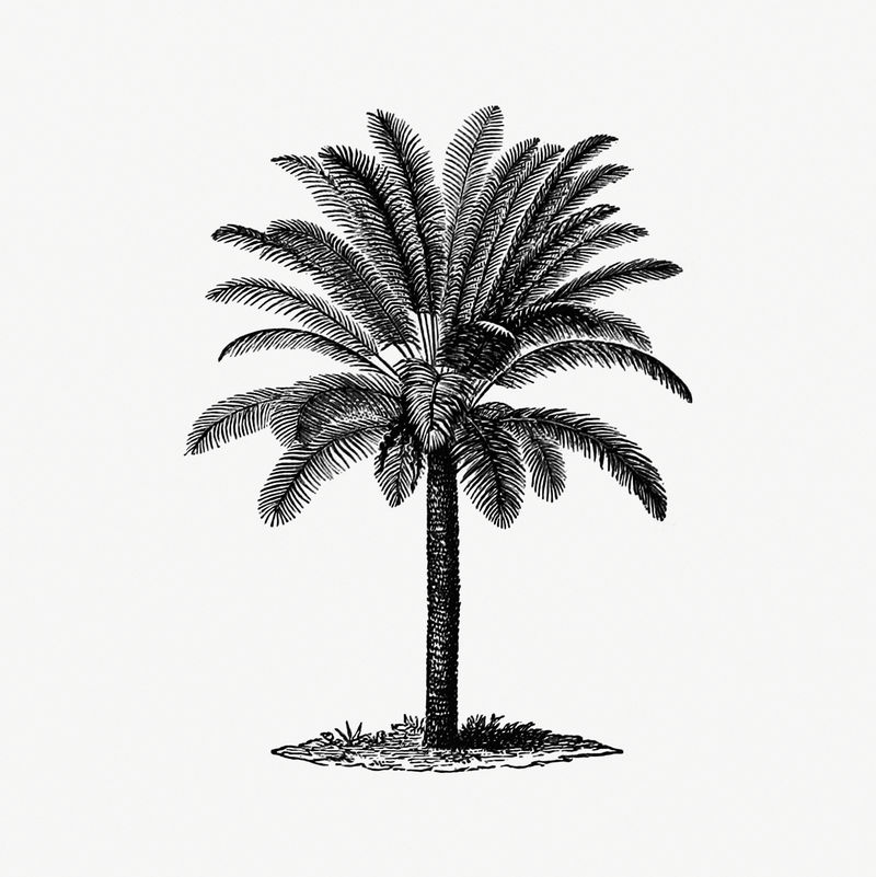 复古欧式棕榈树雕刻