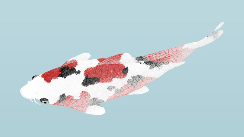 彩色锦鲤鱼插图