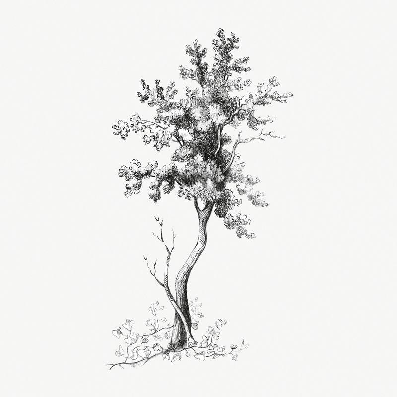 一个高大的树木复古插图