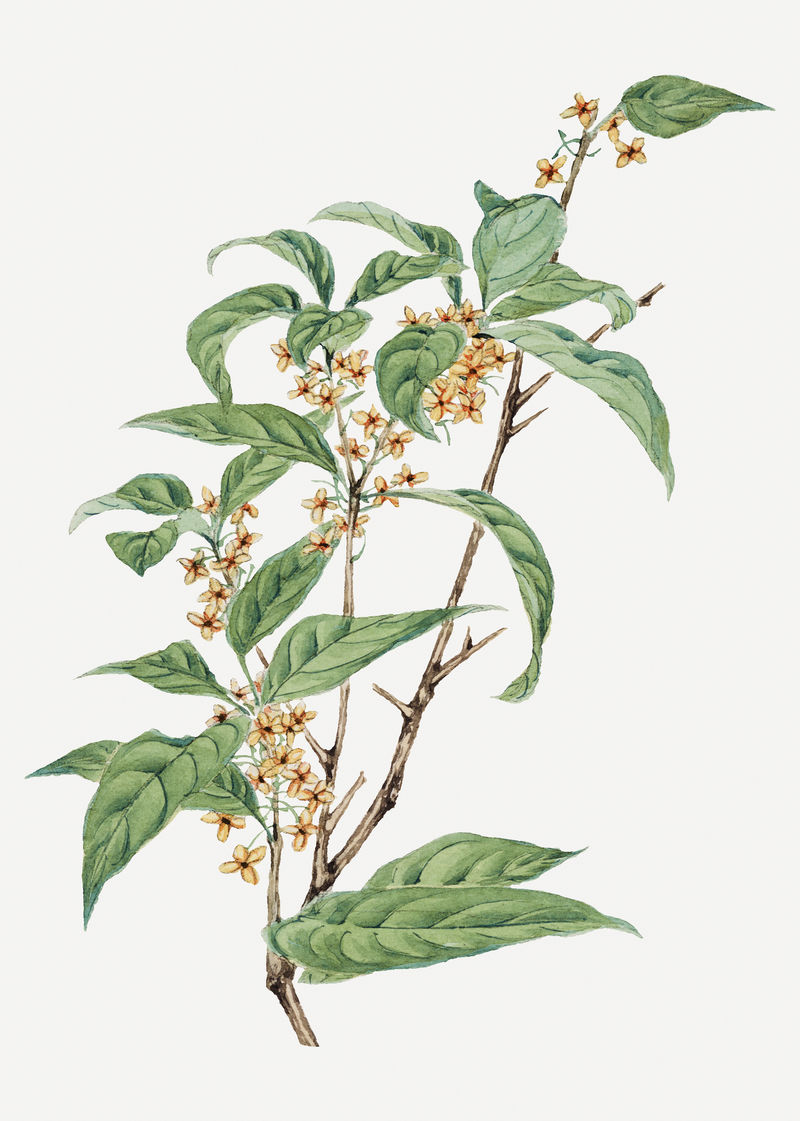 复古甜橄榄树psd艺术印花由Megata Morikaga的艺术作品混合而成