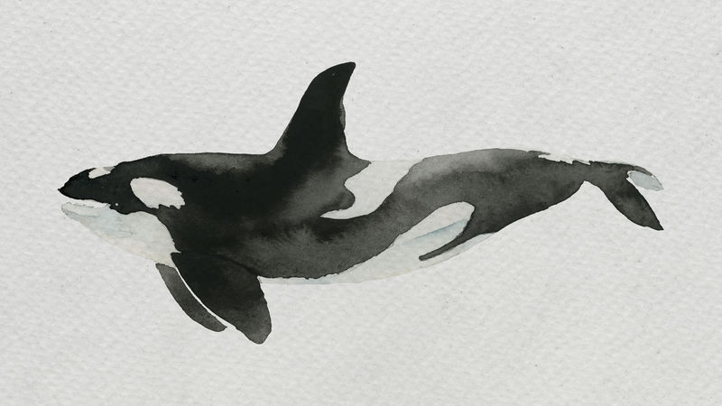 水彩画虎鲸在白色帆布模板