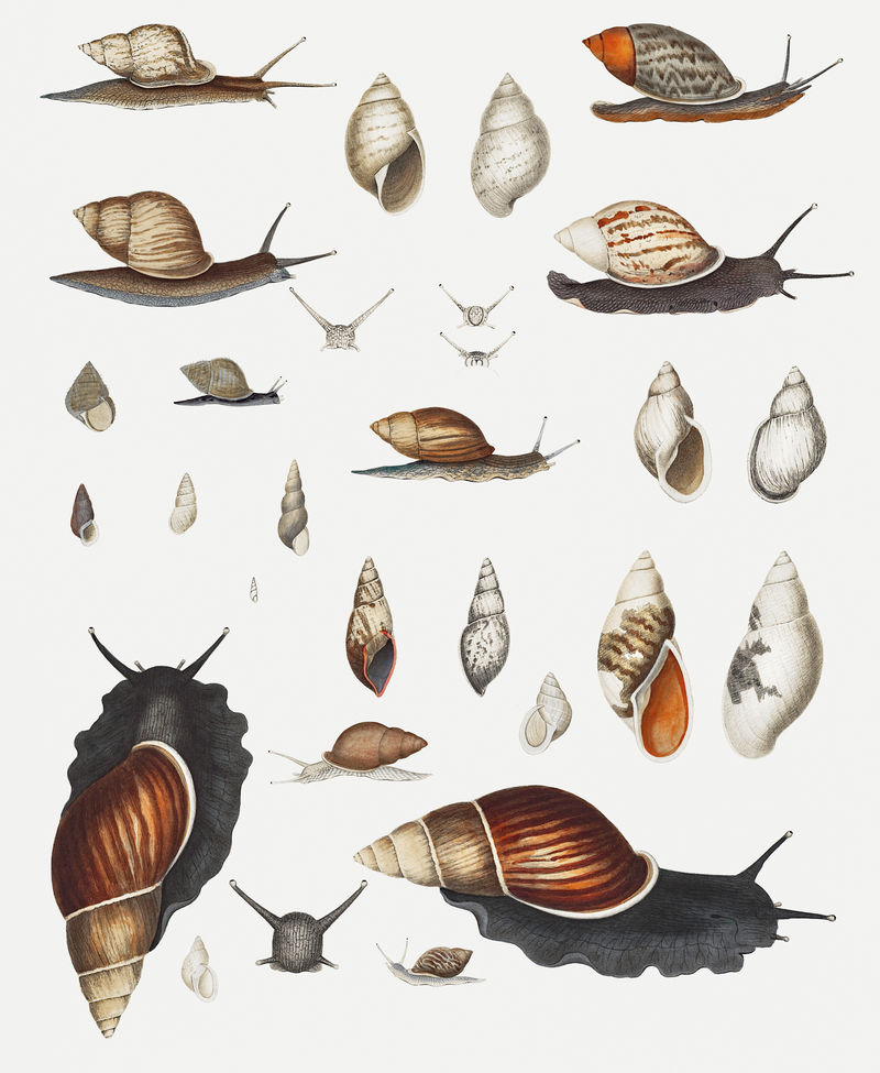 蜗牛品种图集
