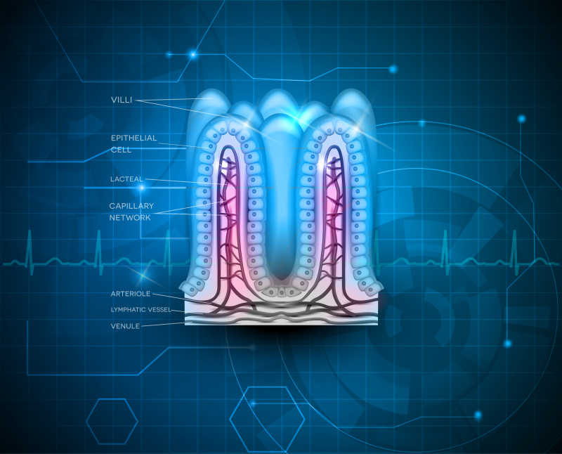 技术背景下的小肠绒毛解剖矢量插图