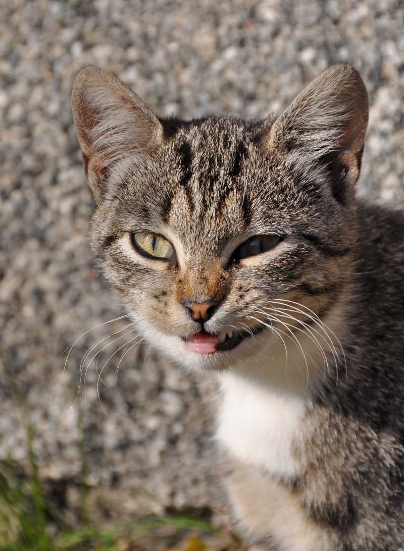 眼神犀利的猫咪