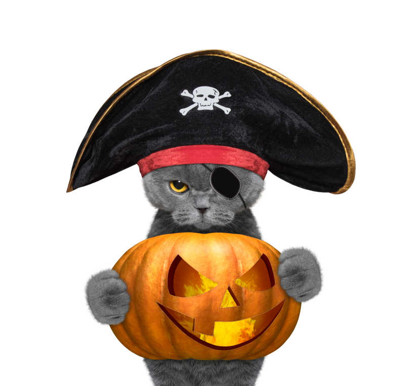 海盗猫咪拿着南瓜灯