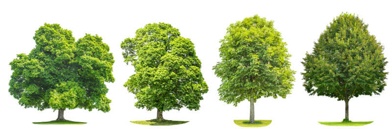 白色背景下的种类繁多的绿色树木