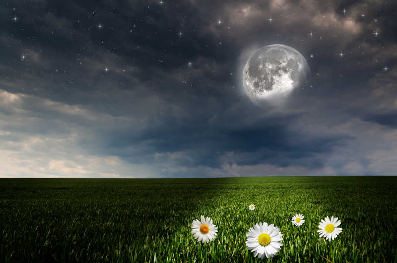 夜间月亮照射着小雏菊