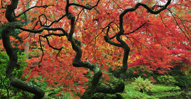 日本花园的秋天彩叶风景
