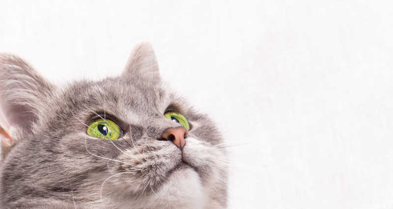 绿眼睛的灰猫向上看