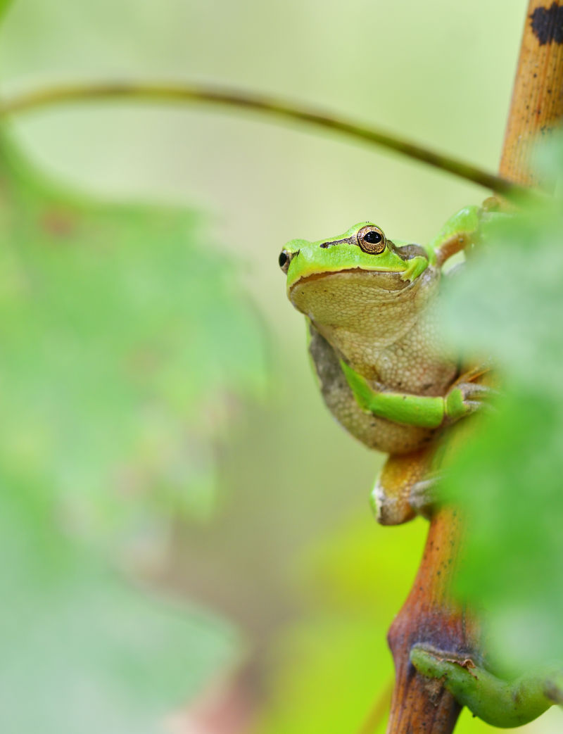 绿树蛙在绿色叶子的藤蔓上