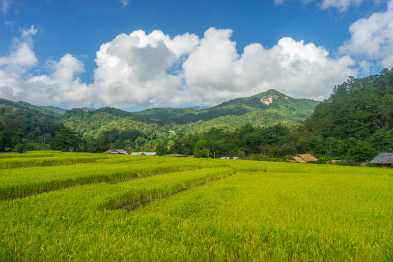 清迈伊纳森山稻田