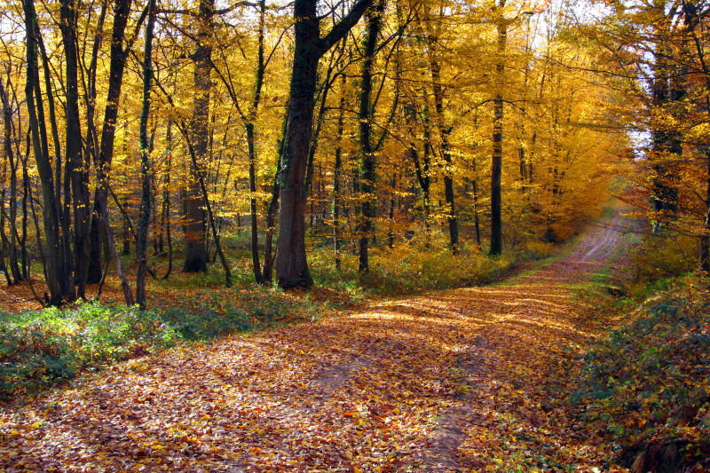 秋天的森林路上掉满落叶