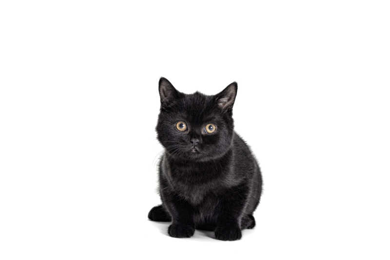 白色背景上的一只黑色猫咪