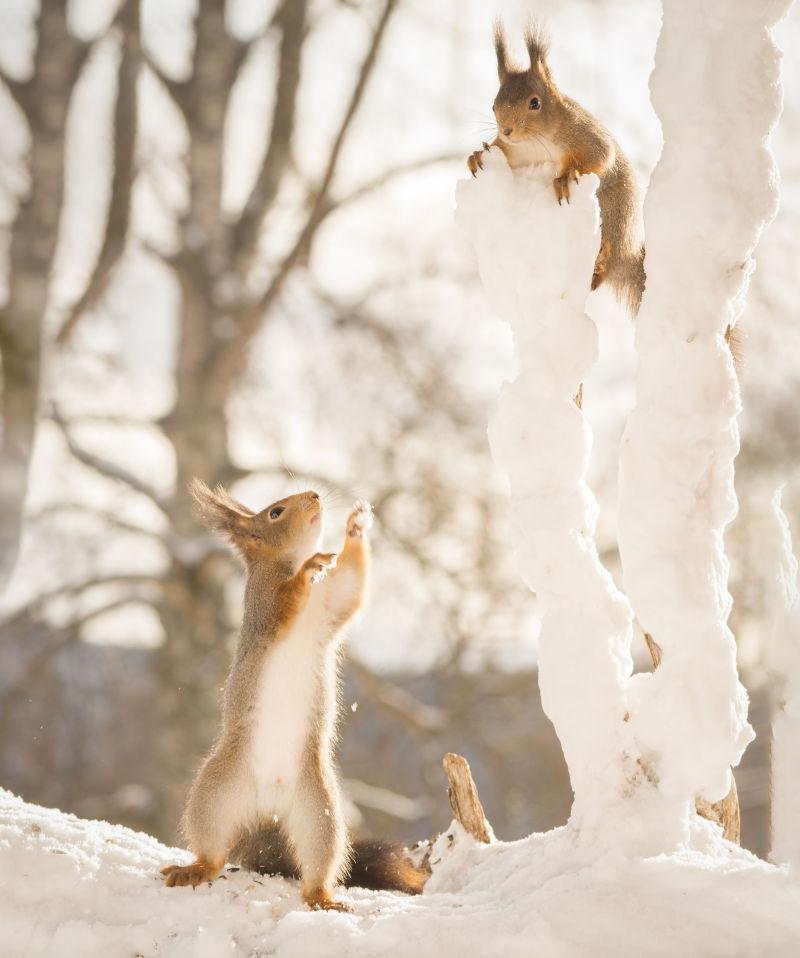 在雪地上玩雪球的两只可爱的红松鼠