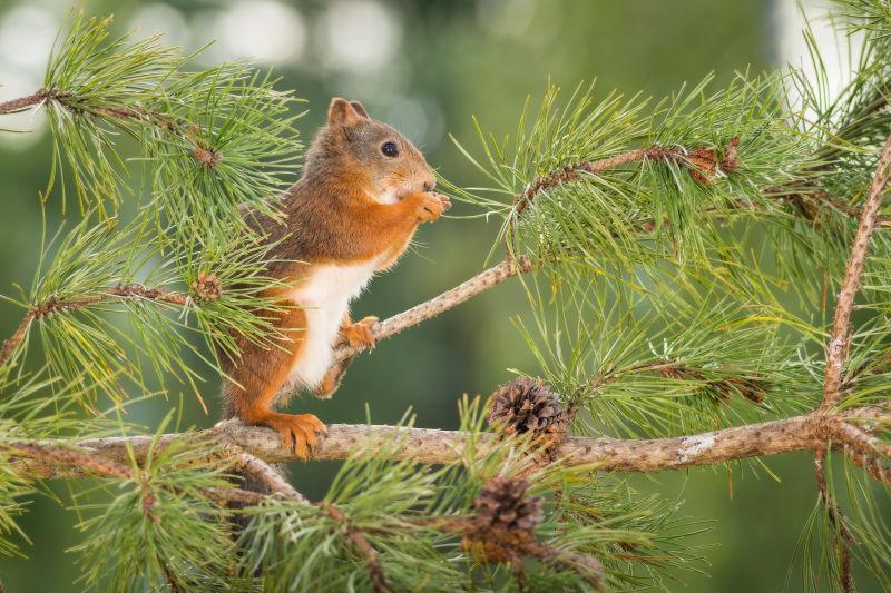 站在松树上的可爱的松鼠
