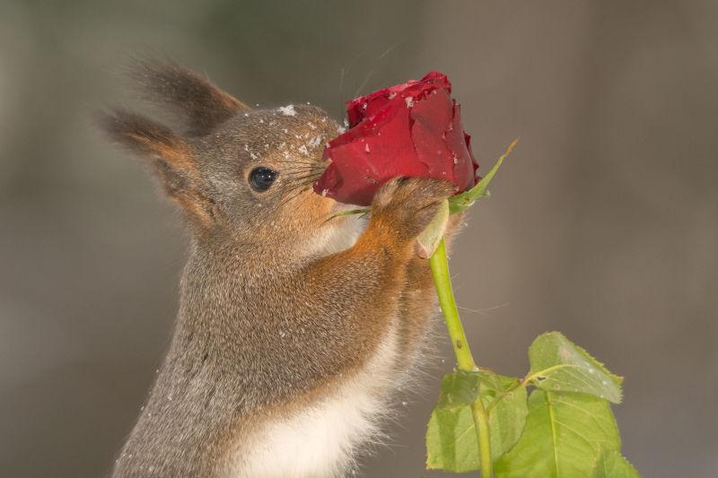 抱着红色玫瑰花的可爱的红松鼠