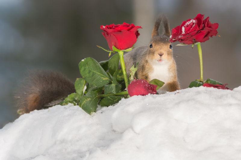 在雪地上两朵红色玫瑰花中间的松鼠
