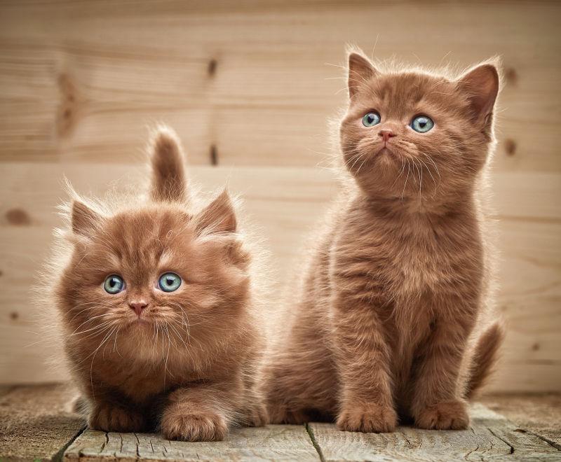 灰色背景下两只棕色的英国小猫