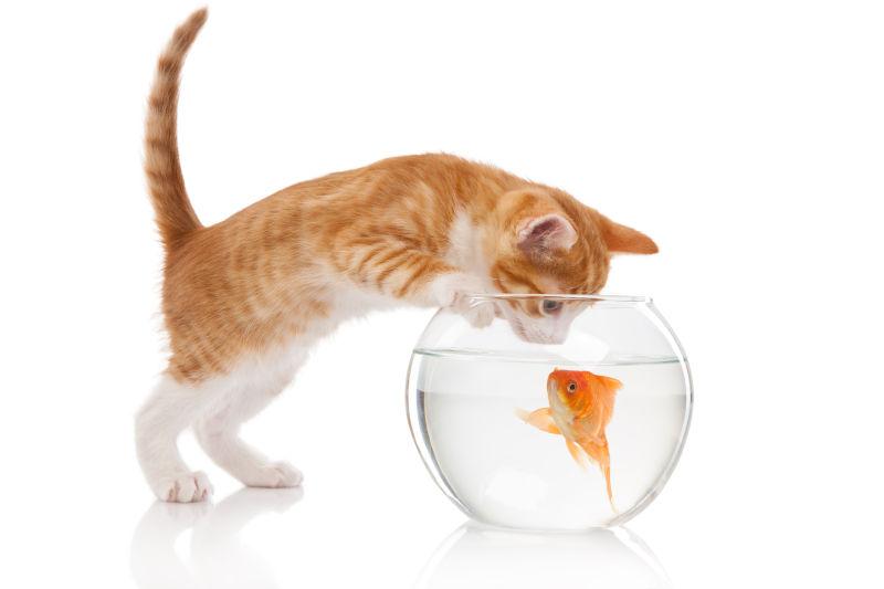 白色背景下的猫咪看着鱼缸里的小金鱼
