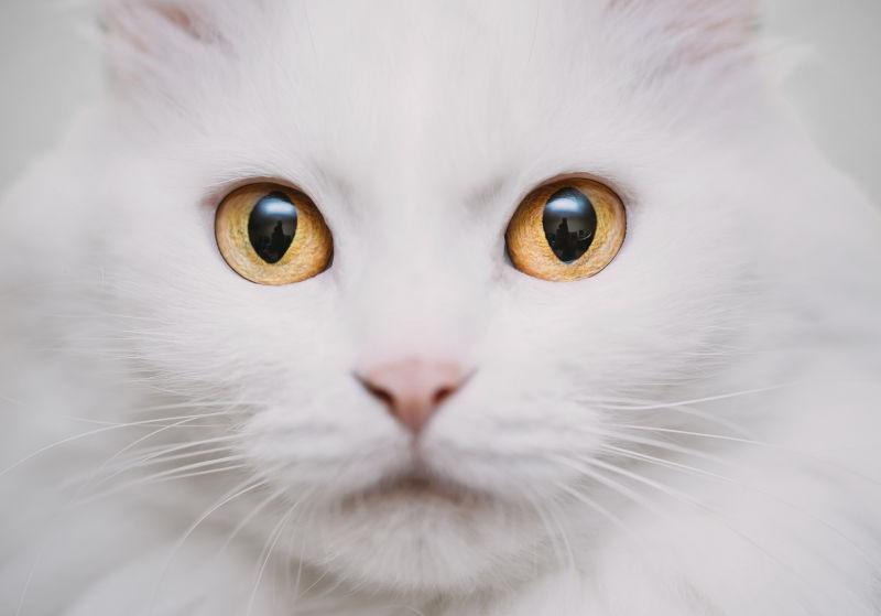 毛茸茸可爱的白色猫咪